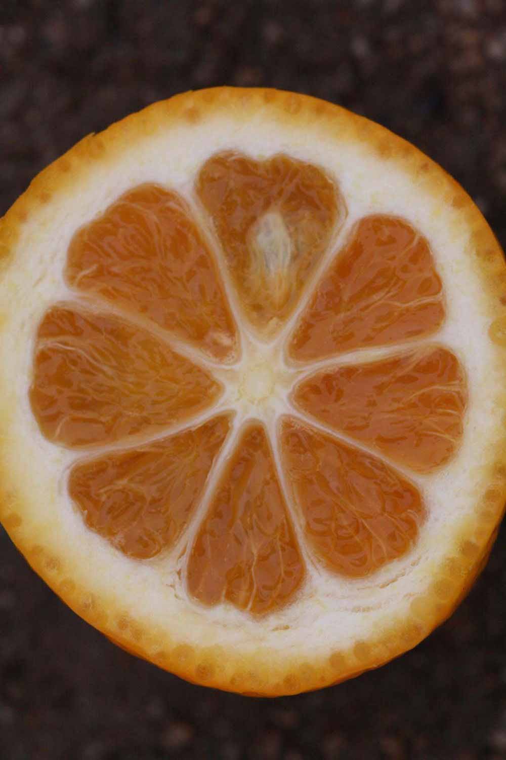              Fruit cross-section (Riverside, CA)       